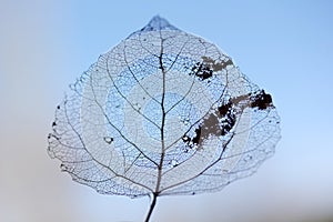 Macro shot of leaf vein skeleton.