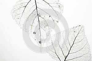 Macro shot of leaf vein skeleton.