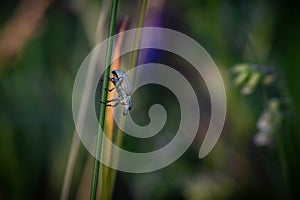 leaf weevil beetle sits on a blade of grass in spring in a meadow