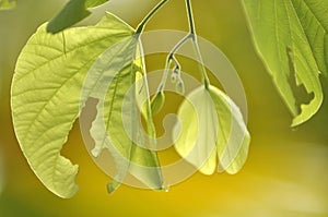 Macro shot of leaves Green in the nature