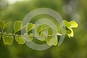 Macro shot of leaves Green in the nature