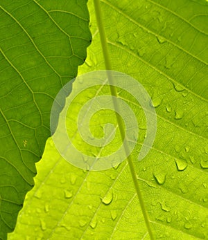 Macro shot of leaves Green in the nature