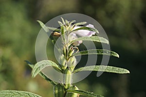 Macro shot of the Leucas taxon plant