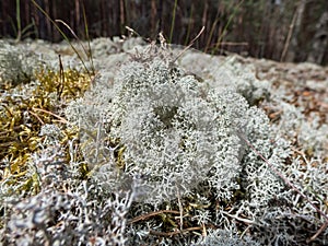 Macro shot of light-colored, fruticose species of lichen Grey reindeer lichen Cladonia rangiferina in forest