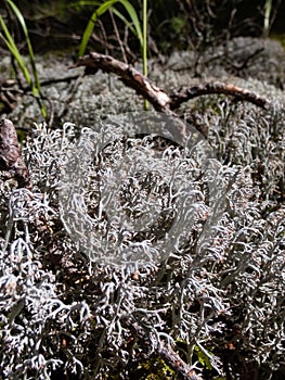 Grey reindeer lichen - Reindeer Moss between green moss and branches