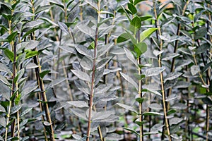 Ligustrum ovalifolium, also known as Korean privet or California privet, photo