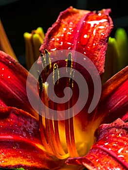 Macro shot of a lilly