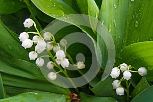 Macro shot of lilly of the valley - tender spring flowers photo