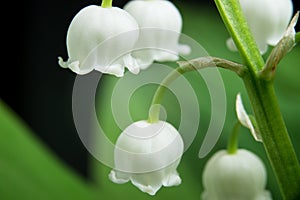 A macro shot of the lily of the valley