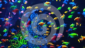 Macro shot of little exotic colorful fish swimming underwater among natural coral reef. Small freshwater aquarium with