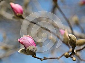 Macro shot of magnolia bud in March