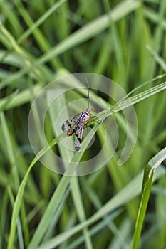 A macro shot of a male scorpion fly, Panorpa germanica, showing the genital capsule that gives rise to its common name