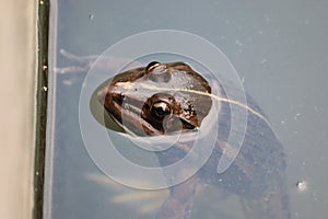Macro shot of a male toad in water.common frog in the water with white background