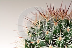 Mammillaria Cactus