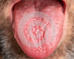 Macro shot of a man`s geographic tongue.