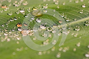 Macro shot of many bright and clear water droplets on a green leaf.