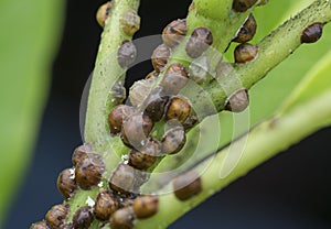 Macro shot of many tiny tortoise scale insect.