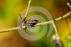 Macro shot of Mariquita bug on a spiky stem of a plant with a blurred background photo