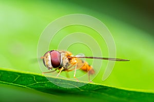 Macro shot of a marmalade hoverfly or Episyrphus balteatus