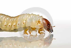 Macro shot of may-bug larva