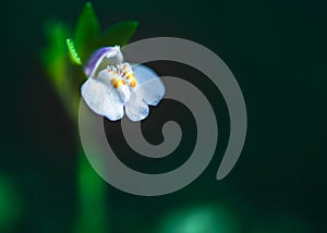 Macro shot of Mazus Pumilus Tiny flower