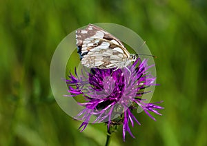 Macro shot of a Melanargia galathea butterfly on a Centaurea scabiosa flower in a wildflower meadow