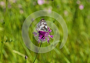 Macro shot of a Melanargia galathea butterfly on a Centaurea scabiosa flower in a wildflower meadow