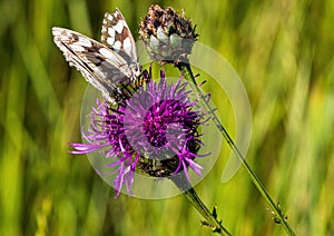 Macro shot of a Melanargia galathea butterfly on a Centaurea scabiosa flower in a wildflower meadow