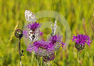 Macro shot of a Melanargia galathea butterfly on a Centaurea scabiosa flower in a wildflower meadow