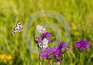 Macro shot of a Melanargia galathea butterfly on a Centaurea scabiosa flower in a wildflower meadow