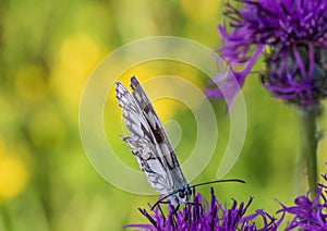 Macro shot of a Melanargia galathea butterfly on a Centaurea scabiosa flower in a wildflower meadow