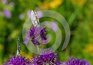 Macro shot of a Melanargia galathea butterfly on a Centaurea scabiosa flower in a wildflower meadow