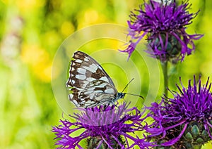 Macro shot of a Melanargia galathea butterfly on a Centaurea scabiosa flower in a wildflower meadow