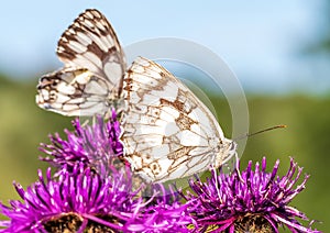 Macro shot of a Melanargia galathea butterfly on a Centaurea scabiosa flower in a wildflower meadow