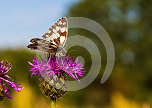 Macro shot of a Melanargia galathea butterfly on a Centaurea scabiosa flower in a wildflower meadow