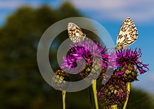 Macro shot of a Melanargia galathea butterfly on a Centaurea scabiosa flower in a wildflower meadow