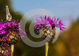 Macro shot of a Melanargia galathea butterfly on a Centaurea scabiosa flower in a wildflower meadow