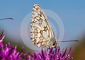 Macro shot of a Melanargia galathea butterfly on a Centaurea scabiosa flower in a wildflower meadow