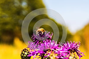 Macro shot of a Melanargia galathea butterfly on a Centaurea scabiosa flower in a wildflower meadow