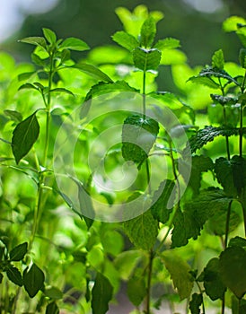 Macro shot of menthe leaves