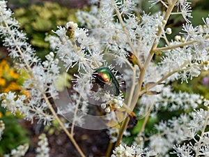 Macro shot of a metallic rose chafer or the green rose chafer (Cetonia aurata) crawling on a white flower