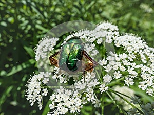 Macro shot of a metallic rose chafer or the green rose chafer Cetonia aurata crawling on a white flower with outspread wings in