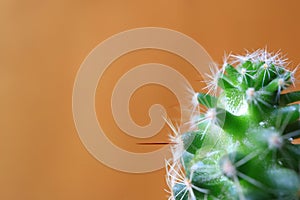 Macro shot of Mini Cactus plant with Water Droplet, Orange Brown Background with Free Space for Design