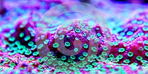 Macro shot on montipora short stony polyps coral
