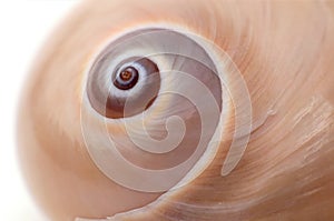 Macro shot of a moon snail