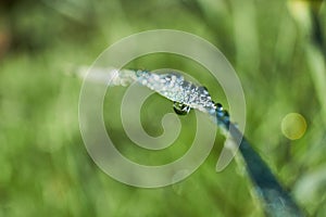 Macro shot of morning dew on a straw of grass, focusing on a drop of water