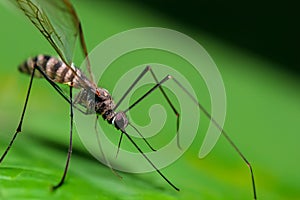 Macro shot of a mosquito on a leaf