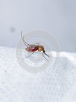 Macro shot of a mosquito on a white surface with a visible blood-filled abdomen, highlighting details of its body and legs. photo