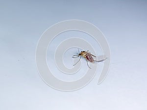 Macro shot of a mosquito on a white surface with a visible blood-filled abdomen, highlighting details of its body and legs. photo