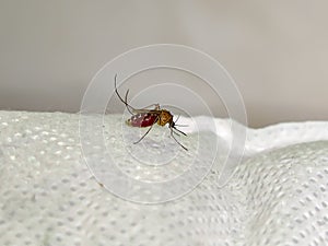 Macro shot of a mosquito on a white surface with a visible blood-filled abdomen, highlighting details of its body and legs. photo